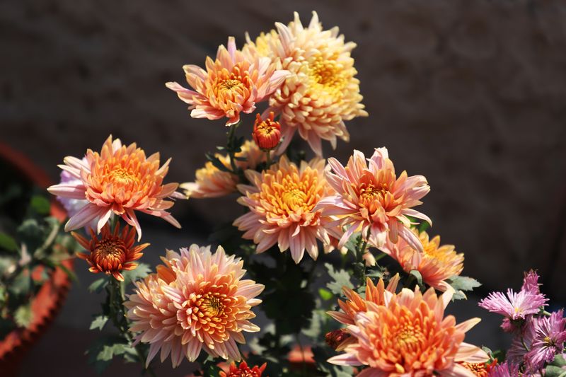 Composition automnale avec fleurs oranges et feuilles — Interflora