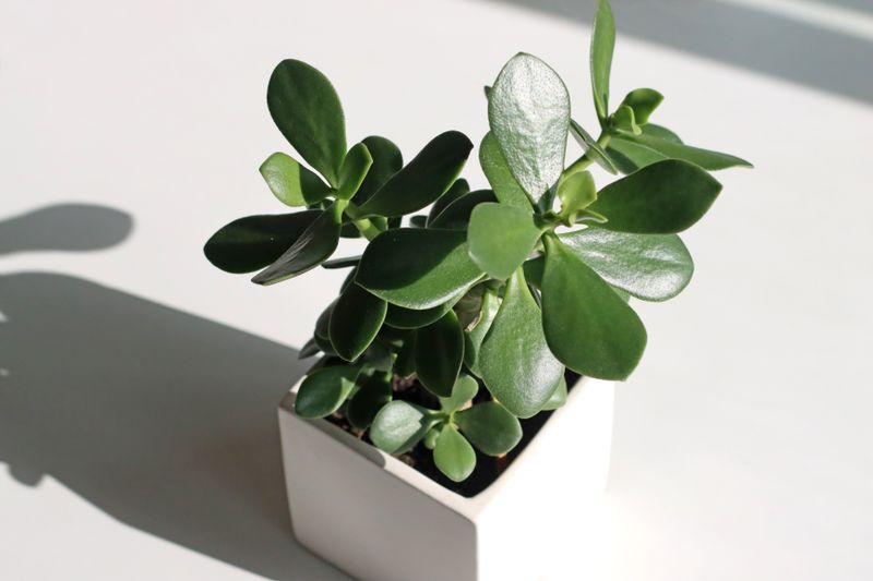 Plante verte en pot — cadeau floral Interflora